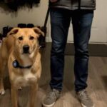 My Husband Started Taking Our Dog on 3-Hour ‘Walks’ Every Night – One Night I Checked the Dog’s GPS Collar, and My Stomach Dropped