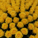 I Received 100 Yellow Roses While My Husband Was Away on a Business Trip – The Number of Flowers Made Me Call the Police